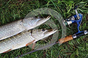 Fishing catch pike on the grass photo