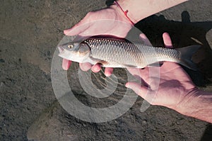 Fishing catch and release of a European Chub Squalius cephalus