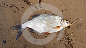 Fishing catch. River fish Blicca bjoerkna