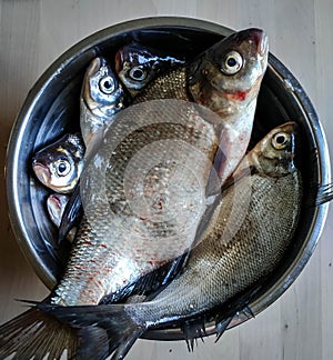 Fishing catch. River fish in a bowl. Top view