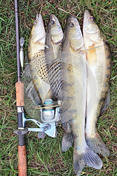 Fishing catch - zander photo