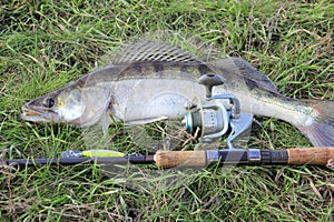 Fishing catch - zander