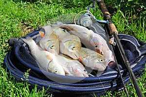 Fishing catch - zander, chub and perch photo