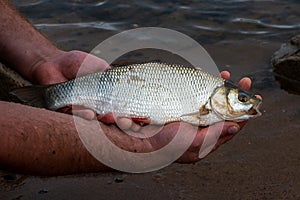 Fishing and catching a Ide or orfe in the river the IJsse
