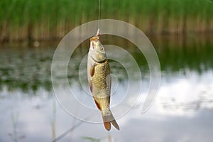 Fishing Caught crucian carp on a hook