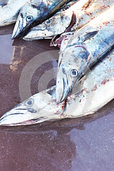 Fishing, caught and dead fish in water for seafood, commercial sales trade or harbour market industry. Animal death
