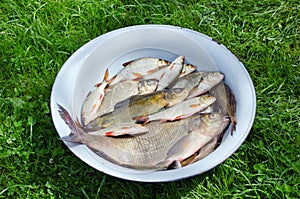 Fishing caught in steel bowl