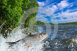 Fishing. Chub fish jumping with splashing in water