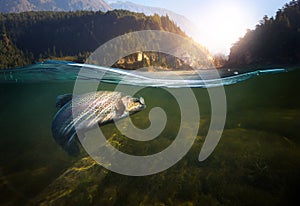 Fishing. Close-up shut of a fish hook under water photo