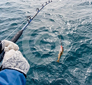 Fishing cod during boat trip, Iceland