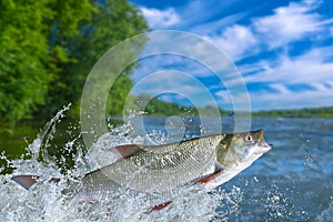 Fishing concept. Asp fish jumping with splashing in water