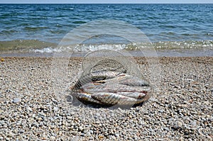 Fishing corf on with catch of Baikal grayling on the shore near the water