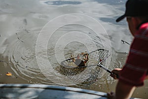 Fishing crab caught in net