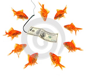 Fishing with dollar note