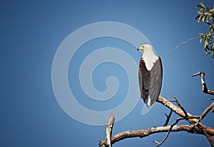 Fishing eagle