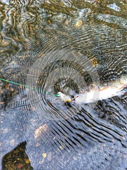 Fishing. Fish. Squalius cephalus. Spinning rod fishing.