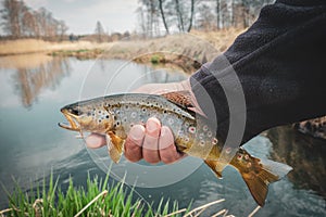 Fishing - fisherman catch trout on river