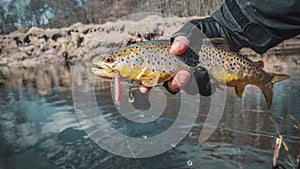 Fishing - fisherman catch trout on river