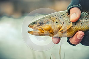 Fishing - fisherman catch trout on river