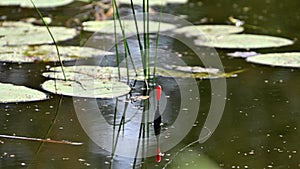 A fishing float floats in the water. The bobber floats on the water surface of the lake