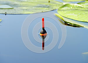 Fishing float among the leaves of water lilies in the Dnieper river