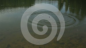 Fishing floating bobber in the green lake water full of fish