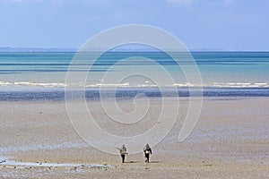 Fishing on foot in Cotentin coast