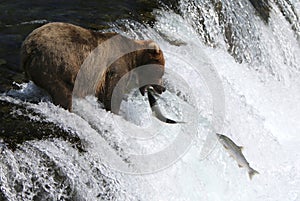 Fishing Grizzly bear