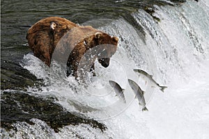 Fishing Grizzly bear