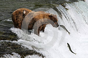 Fishing Grizzly bear