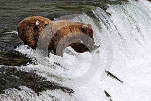 Fishing Grizzly bear