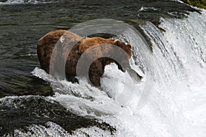 Fishing Grizzly bear