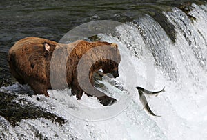 Fishing Grizzly bear