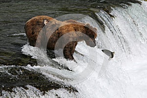 Fishing Grizzly bear