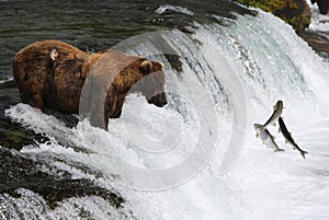 Fishing Grizzly bear