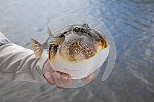 Fishing guide holds up an inflated smooth puffer caught on the gulf coast of Florida photo