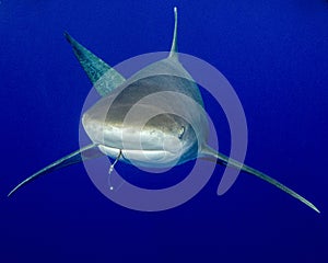Fishing Hook in the Mouth of an Oceanic White-Tip Shark