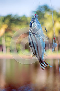 Fishing in India. Coral fish - sea fishing from shores photo