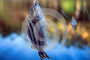 Fishing in India. Coral fish - sea fishing from shores photo