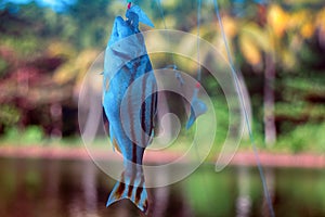 Fishing in India. Coral fish - sea fishing from shores photo