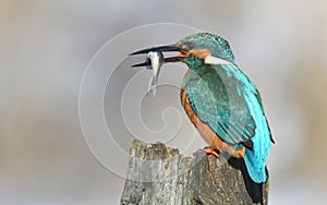 Fishing kingfisher during wintertime