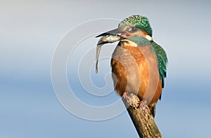 Fishing kingfisher during wintertime