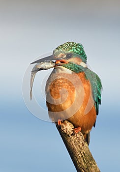 Fishing kingfisher during wintertime