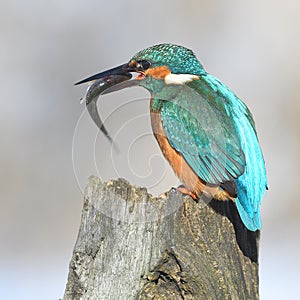 Fishing kingfisher during wintertime