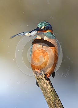 Fishing kingfisher during wintertime