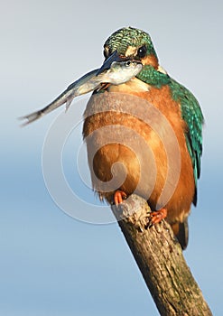 Fishing kingfisher during wintertime