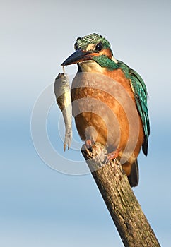 Fishing kingfisher during wintertime