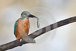 Fishing kingfisher during wintertime