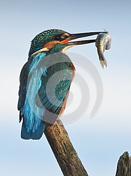 Fishing kingfisher during wintertime