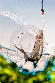 Fishing on a lake in a sunny summer day. Float fishing rods, bream